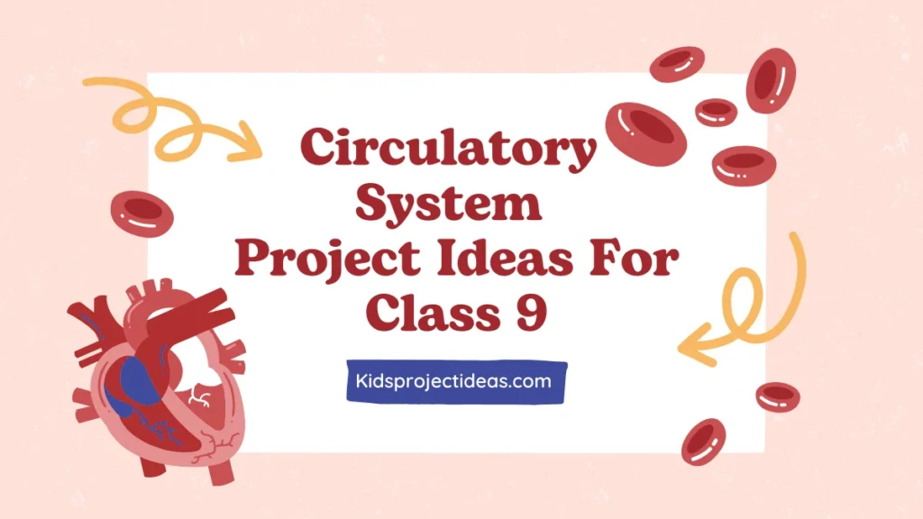 Circulatory System Project Ideas For Class 9