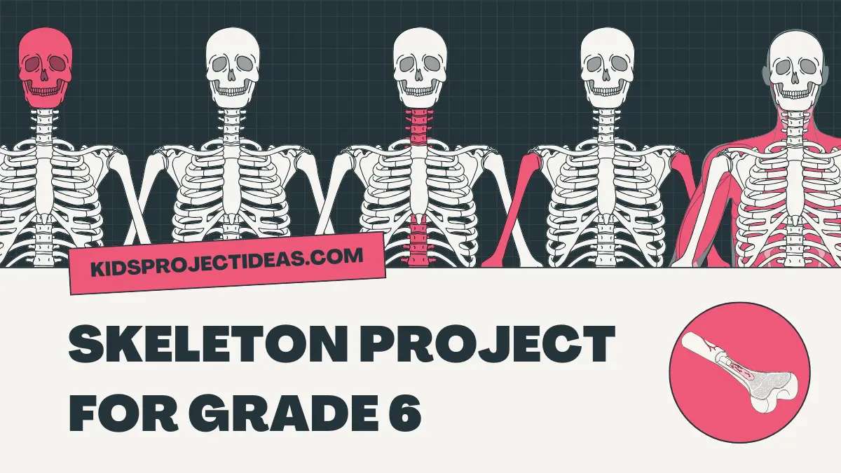 Skeleton Project For Grade 6